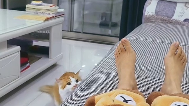 这猫挺皮啊[龇牙]