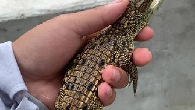 小鳄鱼#鳄鱼养殖场