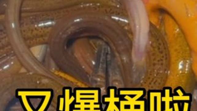 稻田里黄鳝太泛滥了，一抓就是一桶，都是七八两的，捡都手软？？ #我的乡村生活 #户外 #农村生活 #