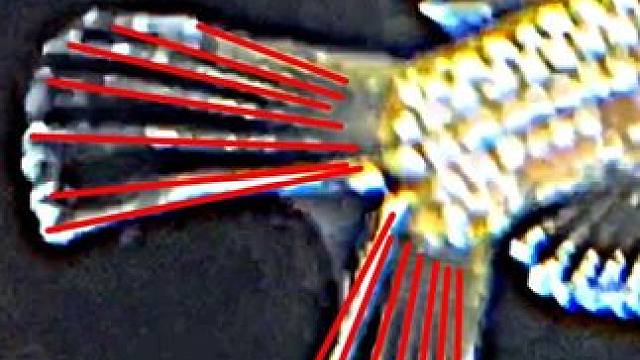 如此对称的变异双尾青鳉#观背青鳉 #观赏鱼 #冷水鱼