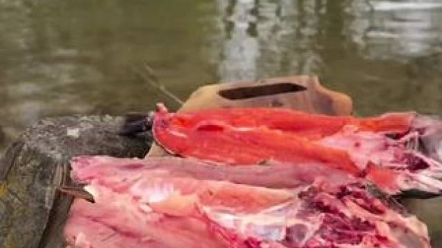 露营先抓现吃鱼#露营报告 #野营 #户外 #一起去野餐吧