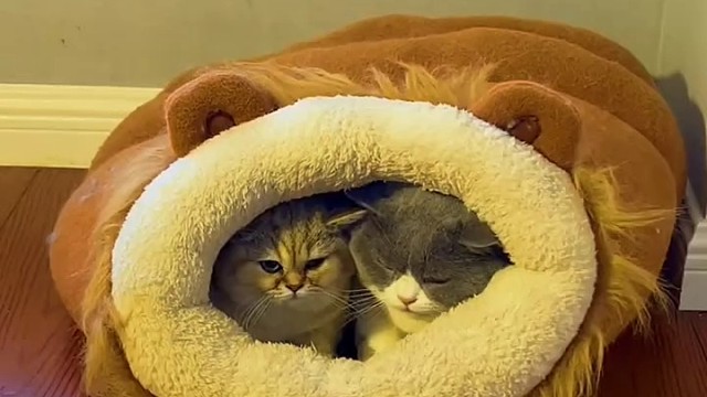 这狗狗不讲武德