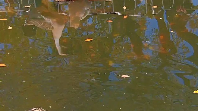 惨遭泥屎流攻击！