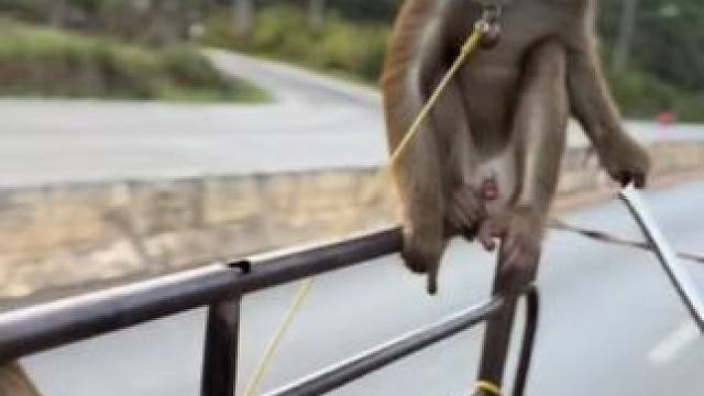 打工猴摘完椰子押车回家 #国外视频分享 #猴子成精 #打工猴