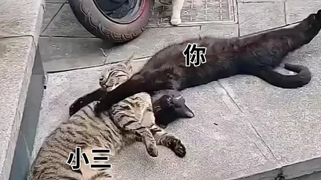 小黑公猫看到这小母猫突然跑了，一脸的懵逼，转头一看吓得一哆嗦！