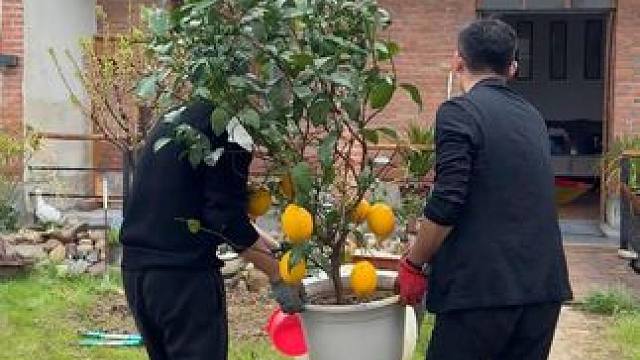 帮我数一数,现在农村小院子,一共种了多少种水果树 #种水果 #农村生活 #院子 #旧房改造 #田园生