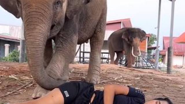 大象偷吃 #国外视频分享 #奇妙的动物 #宠物