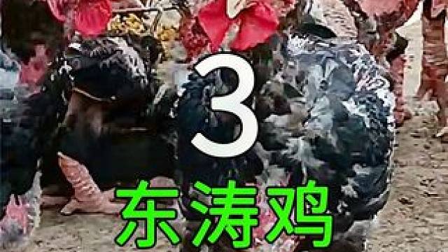 <第3/3集>满脚肉瘤的龙鸡，人工养殖过程大开眼界#纪录片充电计划 