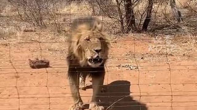 狮子：你能干干不能干滚蛋！#动物 #搞笑 #人与动物和谐共处
