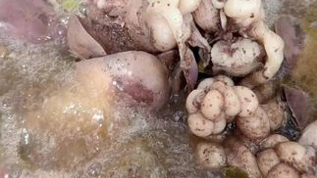 水煮羊杂 #农村美食 #原始美味 #乡村味道 #农村生活 #地方特色美食