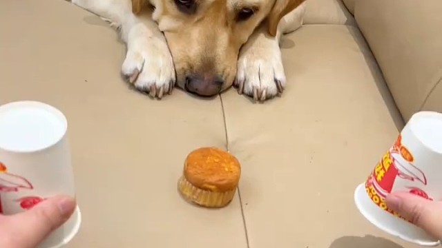 狗：这个狗还是你来做吧，你比我还会做狗！