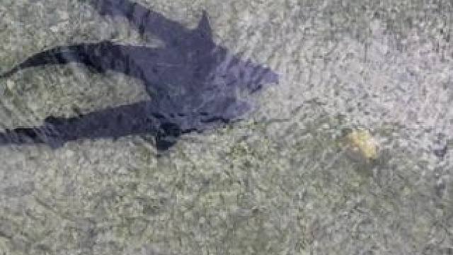 有没有人来钓鱼？#奇妙的动物 #好多鱼