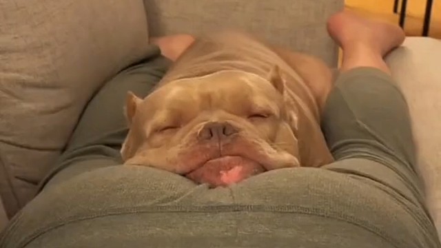 狗狗被毒气熏的有点无奈了[捂脸]