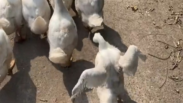 每个团队都有那么一个显眼包