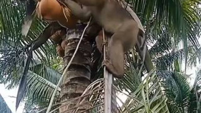 打工猴摘椰子 #国外视频分享 #猴子成精 #打工猴