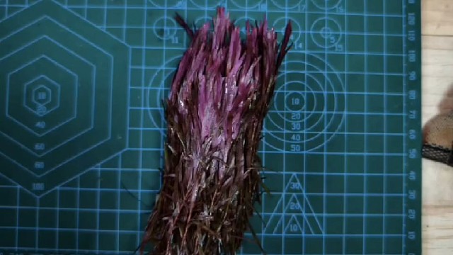 打头水草尼特利趴地红宫廷200颗50Y