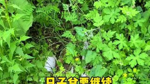 男人没有机会多愁善感！但狗狗是真的治愈。。。#狗狗 #农村生活 #vlog日常