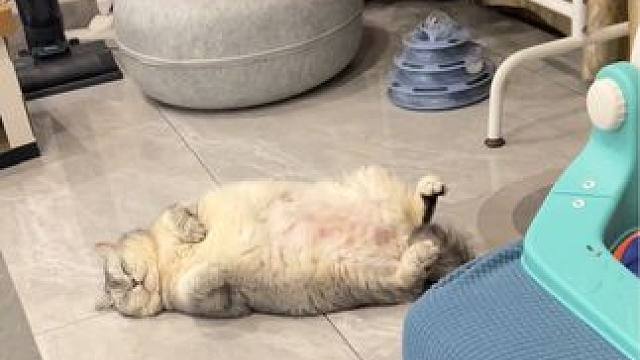 一个不想玩一个不想起 #猫和人类幼崽