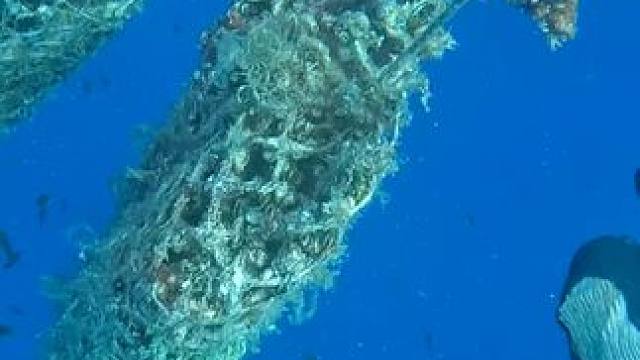 #国外视频分享 #奇妙的动物 #采珍珠