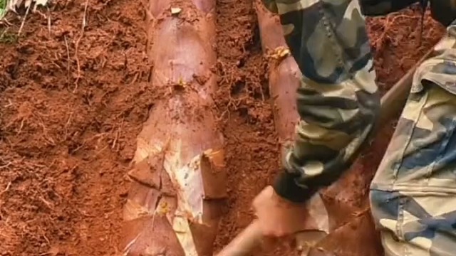 真的有这么大的笋子吗？还能吃吗？