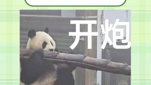 好大好大好大一棵笋！#大熊猫 #春天适合吸熊猫 #萌化了
