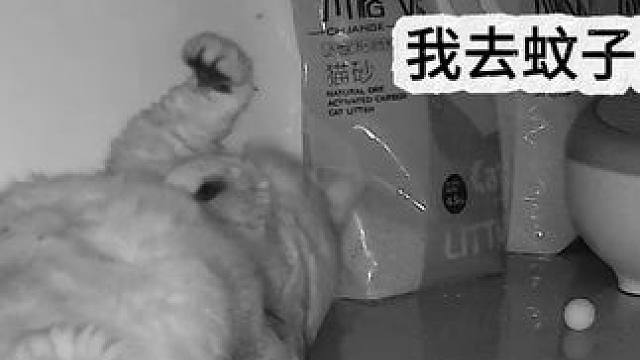 我家蛋蛋今晚被一只蚊子咬到小手手了 