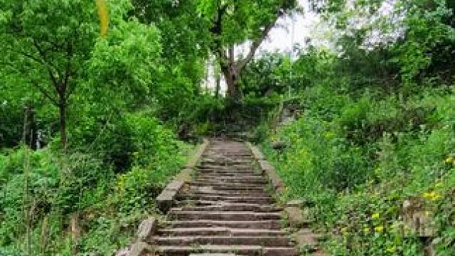 观阁古道，石板路，黄葛树#聆听大自然