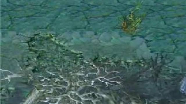 （三）大熊臻享版，新版本刚背兽，蓝杖刚毛突袭N次