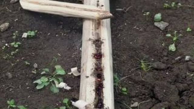 户外取火是个技术活#露营报告 #露营技巧报告