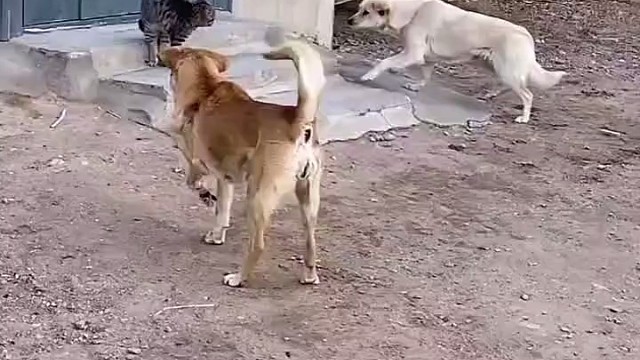 这只猫历害了！敢于挑战两只狗狗，并且还没见落败迹象