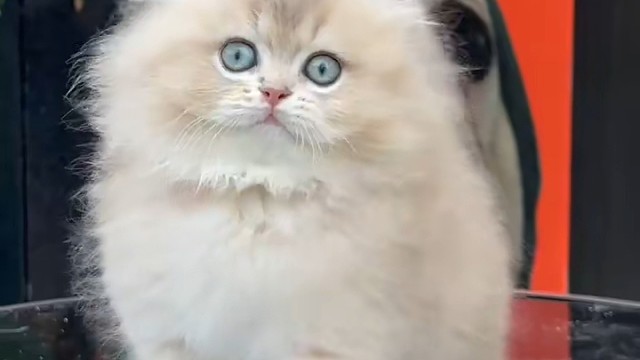 精品长毛蓝金弟弟