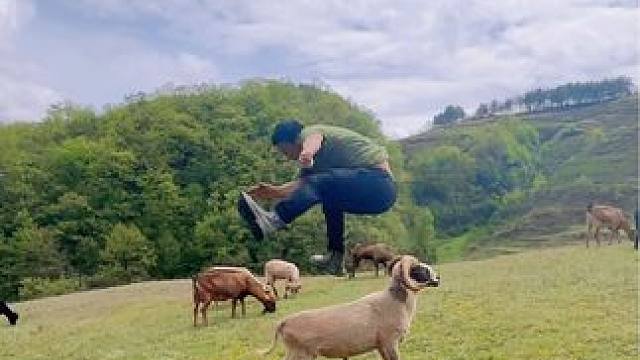 说好的挑战飞山羊，结果被山羊安排得明明白白的#挑战飞山羊 #这操作都看傻了 #结局万万没想到