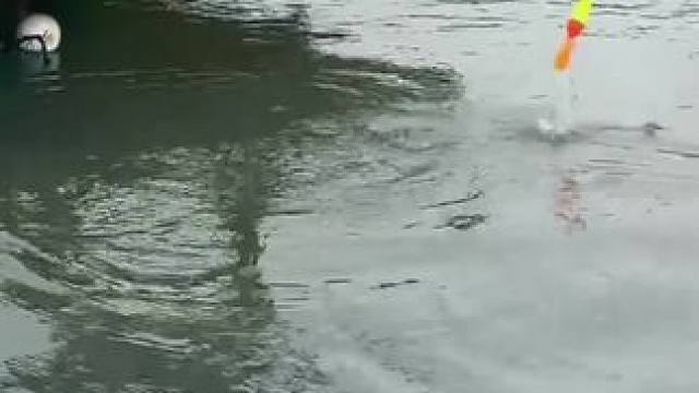 大学生都喜欢钓鱼吗？我也来试试看？能掉到什么鱼？ #人人都是钓鱼大师 #欢乐钓鱼大师 #男生#女大学