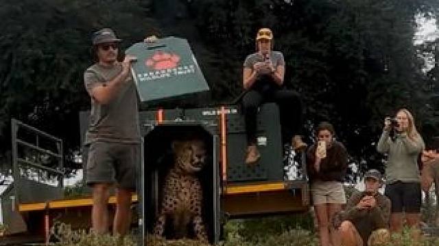 放生 #国外视频分享 #奇妙的动物 #野生动物零距离