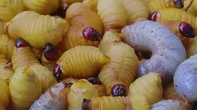 艾特你朋友来补充蛋白质吧
#舌尖上的环球旅行 #味道好极了你们想吃吗 #原生态原滋味 #农村户外美食