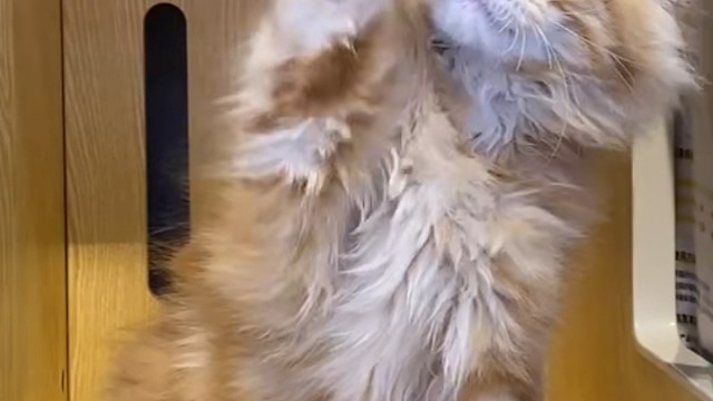 精品大脚红虎缅因弟弟，前6后6，大体格