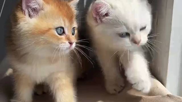 两只崽崽找新家