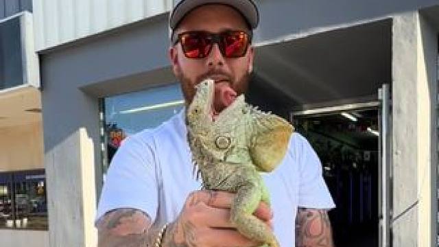 鬣蜥 #国外视频分享 #野生动物零距离 #专业操作请勿模仿