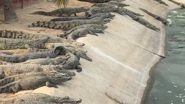 鳄鱼方队接受迷彩五星上将的检阅#好大一条鱼 #鳄鱼