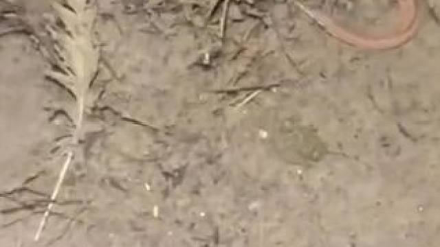 贵州鳝鱼真的太多啦，田里密密麻麻的全是鳝鱼，简直就是放的一样 #我的乡村生活 #户外 #农村生活 #