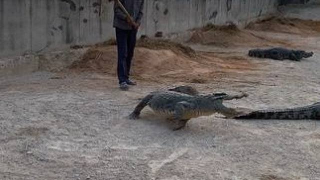 开启捡蛋的一天#好大一条鱼 #鳄鱼