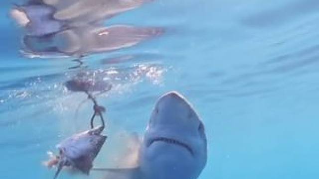 #国外视频分享 #奇妙的动物 #鲨鱼