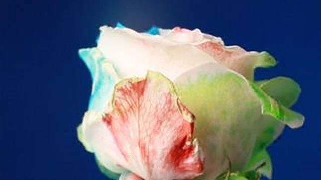 白玫瑰的蜕变，到底是什么原理？#涨知识 #物理 #手工