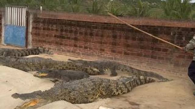 见蛋#好大一条鱼 #鳄鱼养殖场 #鳄鱼