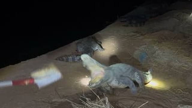 最喜欢这种会跳的鳄鱼