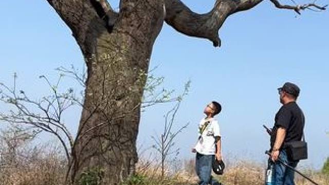 这棵树被雷劈了一半的树，生长在杨集庵，大山之颠的一个村子外面#山东青州 #千年古树 #老树 #户外探