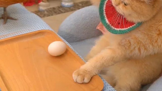 大力士猫咪是怎样练成的。#西西来了猫粮 #跟着买不会错 #萌宠出道计划 #可爱到爆炸