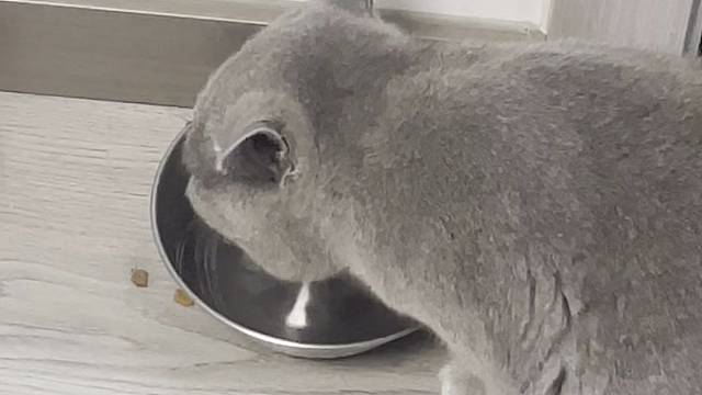 带猫去个宠物店，晚点开播！