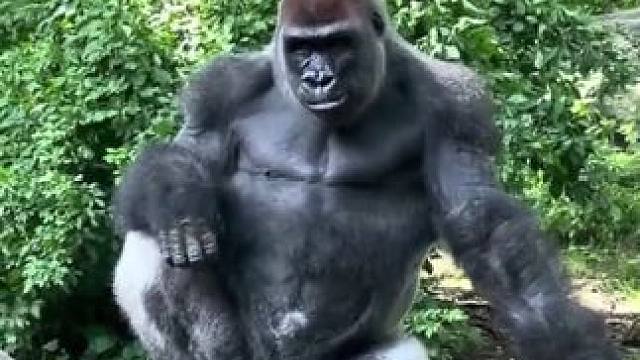 #国外视频分享 #野生动物零距离 #银背大猩猩