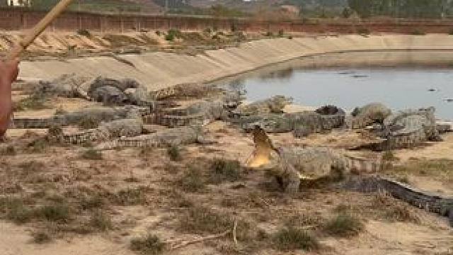 脑震荡都出来了……#鳄鱼 #鳄鱼养殖场 #好大一条鱼